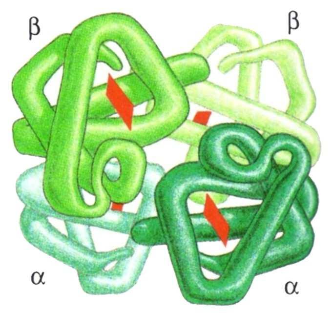 Skladišni proteini Transportni proteini Hormonski proteini Kontraktilni proteini Skladištenje aminokiselina Transport