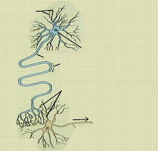 biljne stanice Živčana stanica (neuron) Dendriti pora i Hrapavi ER Tijelo stanice Akson Smjer kretanja signala