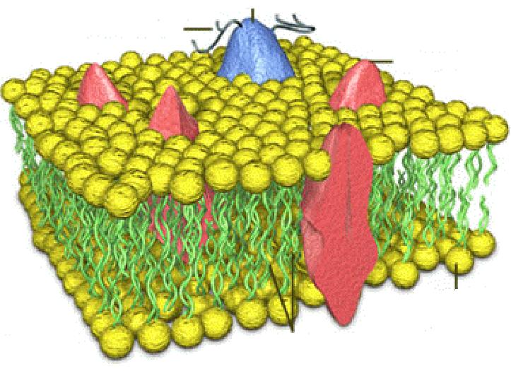 citoplazmi stanične membrane Glikoprotein Selektivno propusna Dva sloja lipida (dvosloj) između dva barijera koja