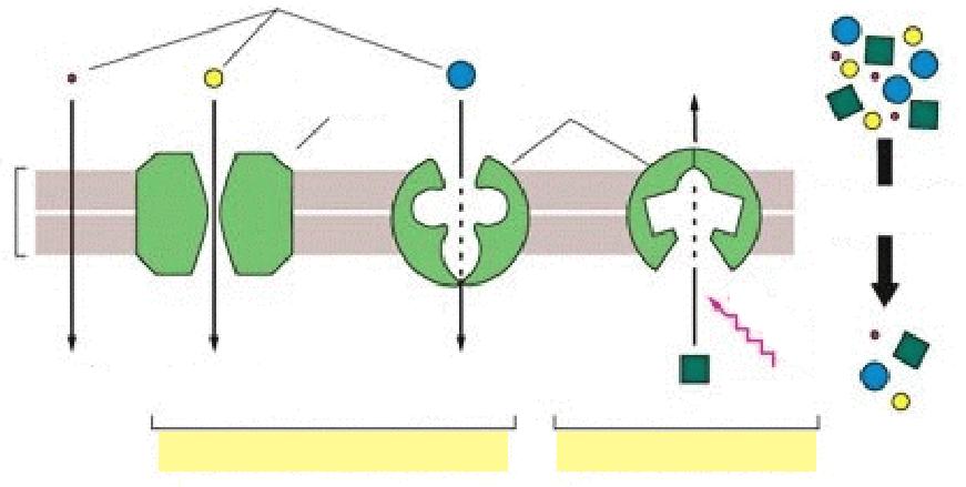 biljne stanice Pasivni i aktivni prijenos tvari kroz staničnu membranu Transportirana molekula pora Kanalni protein Protein nosač i Hrapavi ER Lipidni dvosloj Koncentracijski gradijent Kloroplast
