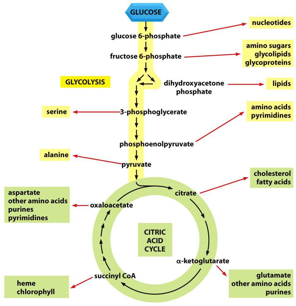 2.2 Os cloroplastos e as mitocondrias colaboran nas células vexetais Os cloroplastos poden desempeñar un papel central no metabolismo enerxético nas células vexetais, ao empregar a enerxía da luz