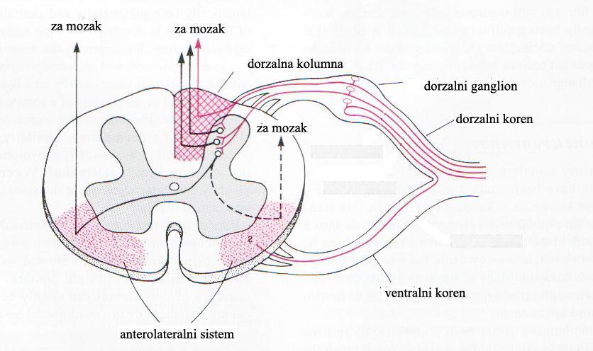 Gotovo sve senzorne informacije iz somatskih segmenata tela ulaze u kičmenu moždinu kroz dorzalne korenove spinalnih nerava i prenose se do mozga jednim od dva senzorna puta: 1.