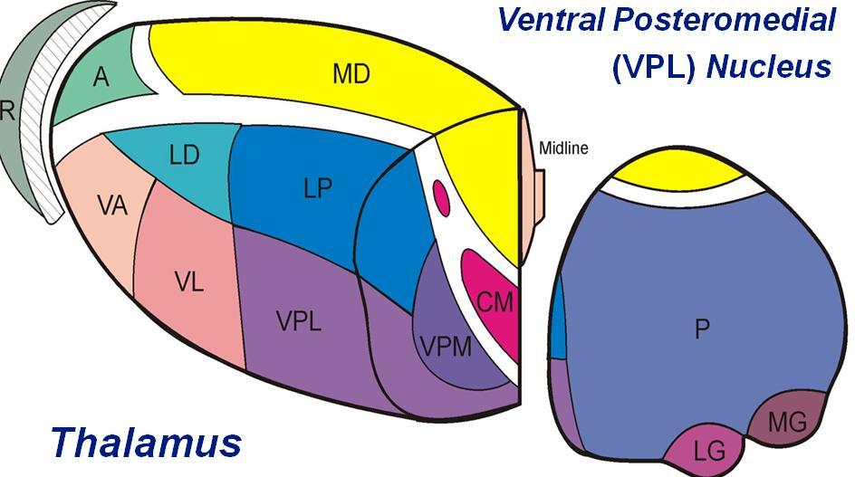 Talamus Struktura međumozga (diencefalona) koja ima ulogu velikog levka kroz koji prolaze svi aferentni putevi sa periferije, to je relejno jedro, stanica pre kore mozga