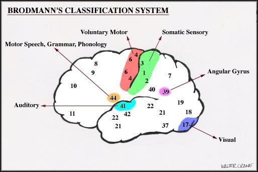 Oko 50 delova Prema citoarhitektonici Mapa moždane kore čoveka Brodmanova