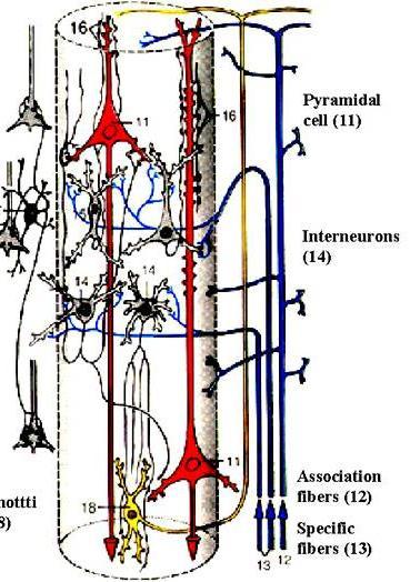 Histološka organizacija primarne somatosenzorne kore Neuroni su raspoređeni u