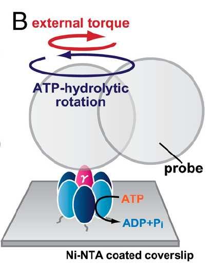 Hybrid model [E. Zimmermann and U.S., New J. Phys.