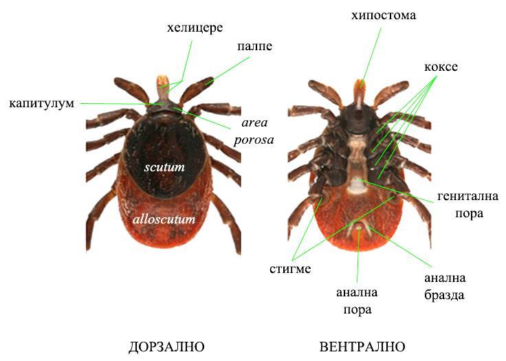 Д. Михаљица УВОД Слика 1. Грађа тела женке врсте Ixodes ricinus, као типске врсте тврдих крпеља (преузето и модификовано према Malcolm Storey/www.discoverlife.