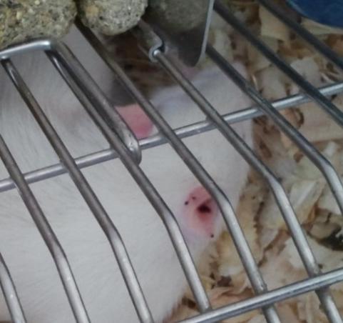 хуморалног имунског одговора, тј. стварања антитела специфичних за протеине које током убода крпељи убризгавају у домаћина. Као домаћини су послужили мужјаци пацова соја Wistar (Слика 9). Ларве I.
