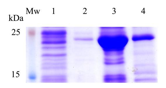 специфично, Western blot анализом са специфичним антителом
