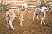 Γενωμικό εντύπωμα (imprinting) μη κωδικοποιούμενο RNA και διατροφή?