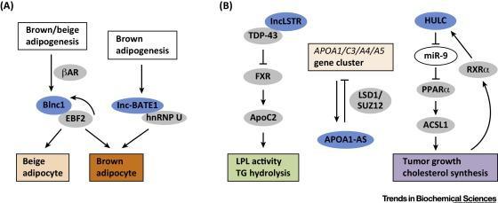 Μακρή μη-κωδικοποιό (long non-coding) RNA και μεταβολισμός Trends in Biochemical Sciences