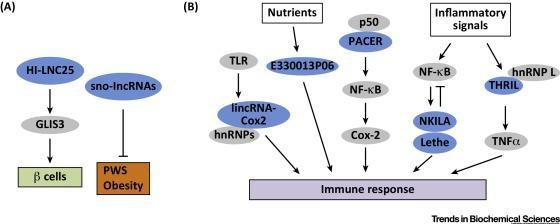 Μακρή μη-κωδικοποιό (long non-coding) RNA και μεταβολισμός Trends in Biochemical Sciences