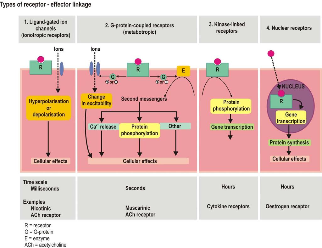 POVRŠINSKI (MEMBRANSKI RECEPTORI) Receptori vezani za jonski kanal (promena provodljivosti) Receptori vezani za enzim (promena enzimske aktivnosti) Receptori vezani za G-protein Lek Receptor Drugi