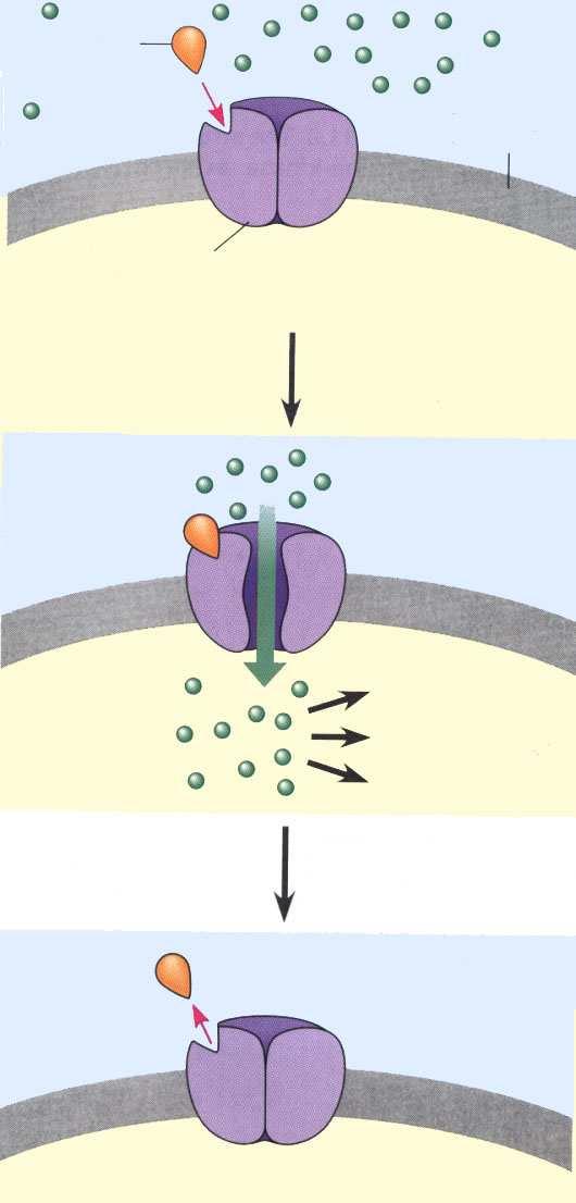 1. Ligand-zavisni jonski kanali Signal Membrana Jonski kanal