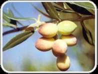 Ποικιλίες Ελιάς Οι πιο γνωστές ελληνικές ποικιλίες είναι: Κορωνέικη Έχει μικρό μέγεθος και