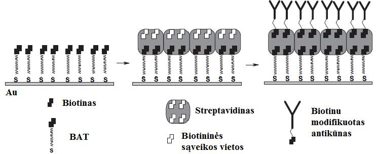 Biotinalkiltioliai (angl. biotin alkyl thiol BAT) viena plačiausiai naudojamų, biotininių paviršių formavimui darinių klasė.