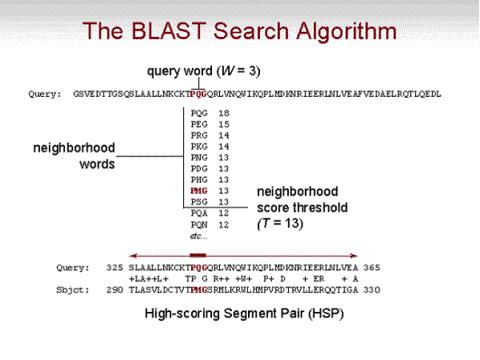 Στο σχήµα 5.1 παρουσιάζεται ένα στιγµιότυπο του αλγορίθµου BLAST.
