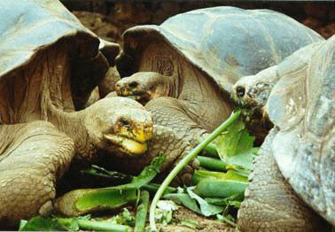 Τα νησιά Galapagos είναι ηφαιστειακά νησιά στα ανοικτά των ακτών της Νότιας Αμερικής. Είχαν λιγότερους τύπους οργανισμών από την ηπειρωτική χώρα της Νότιας Αμερικής.