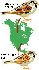 Παραδείγματα Μικροεξέλιξης Το μέγεθος του σπουργιτιού Τα σπουργίτια εισήχθησαν στη Βόρεια Αμερική το 1852.