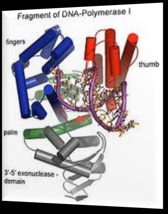 PROKARIOTI RNK polimeraza α α β β ω subjedinice + δ vezivanje za