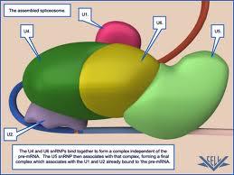 Tri načina isecanja introna: trnk- specifična endonukleaza i ligaza rrnk