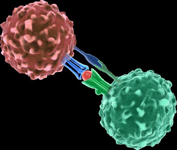 activation Peptidyl Arginine Deiminase Human