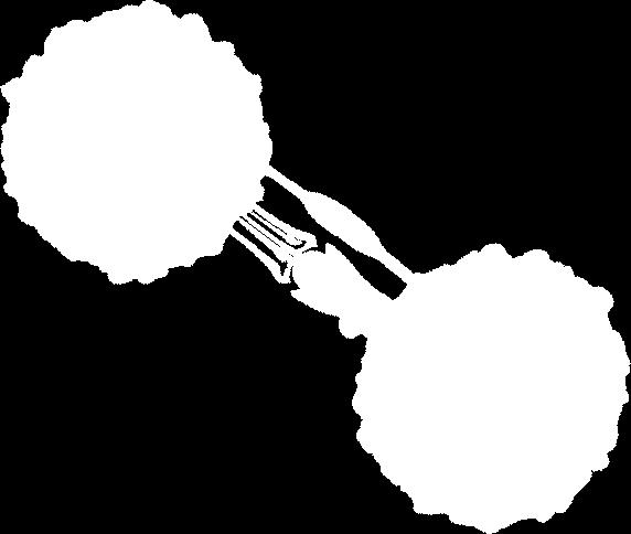 DR4*0401 T Cell Arginine Antigen Presenting Cell