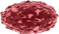 vimentin, vitronectin, keratin, filaggrin,