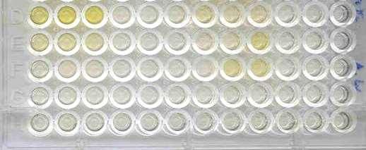 Immunoabsorbance Assay