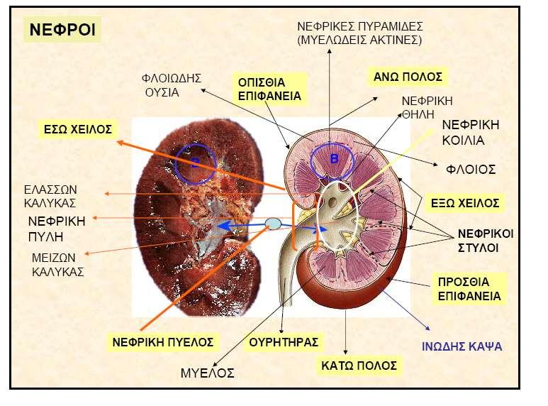 δ) Ο ινώδης χιτώνας σχηματίζει σταθερό νεφρικό περίβλημα, το οποίο περιβάλλει ολόκληρο το νεφρό.