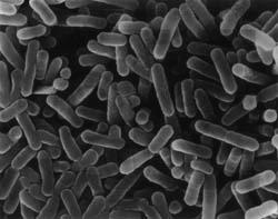 Άτυπα παθογόνα legionella chlamydophila mycoplasma