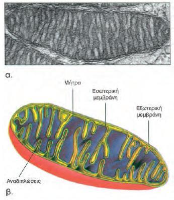 Μιτοχόνδρια Είναι τα οργανίδια όπου γίνεται η μετατροπή τησ ενζργειασ ςε μορφή που μπορεί να αξιοποιηθεί από το κφτταρο.