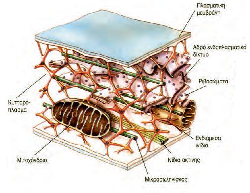 Κυτταρικόσ ςκελετόσ Ο κυτταρικόσ ςκελετόσ αποτελείται από ινίδια, μικροϊνίδια, ενδιάμεςα ινίδια και