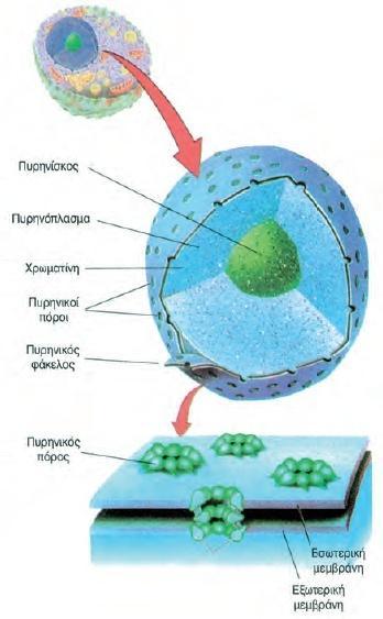 1. Πυρθνικόσ φάκελοσ Αποτελείται από δφο ςτοιχειϊδεισ μεμβράνεσ, μια εςωτερικι και μια εξωτερικι. Οι μεμβράνεσ ζχουν πόρουσ για να επικοινωνεί ο πυρινασ με το κυτταρόπλαςμα. 2.
