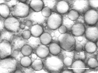 л) М82аL1; љ) М82b; м) М82bL1N; н) М82bL1; њ) М202; о) М202L1N; п) М202L1; р) M202a; с) M202aL1N; т) M202aL1; ћ) M202b; у) M202bL1N; ф) M202bL1; бар 50μm.