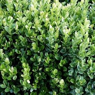 Љиљана Томић Мастер рад Увод Шимшир (Buxus sempervirens L.) Suffruticosa је патуљаста ситнолисна стерилна форма.