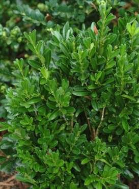 google.rs/images/) Шимшир (Buxus sempervirens L.) Angustifolia одликује густа и компактна крошња.
