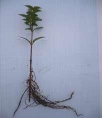 (д,ђ,е,ж) дужине корена резница шимшира (Buxus