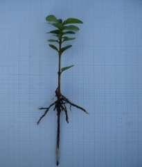 ) Arborescens, постављених на супстрату, у зависности