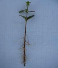 (д,ђ,е,ж) дужине корена резница шимшира (Buxus