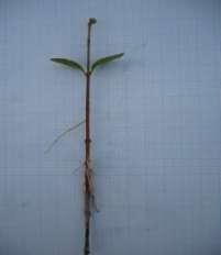 ) Arborescens, постављених на речном песку, у