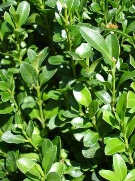 Љиљана Томић Мастер рад Увод Шимшир (Buxus sempervirens L.) је зимзелени густо разгранати жбун или ниже дрво (Relf, Appleton, 2001).