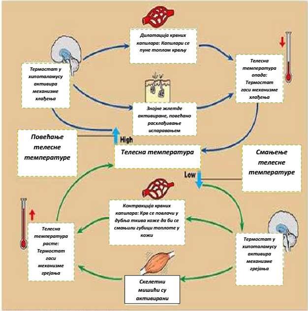 Слика 1.5 Терморегулациони систем Прва реакција на промену температуре спољне средине је промена понашања, у смислу промене врсте одеће или промене позиције у простору у односу на извор-понор топлоте.