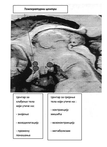Слика 1.6 Температурски центри похрањени у артеријској крви позиционирани у хипоталамусу У хипоталамусу којег можемо назвати и природним термометром разликујемо два сензора.