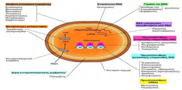 Στα βακτήρια, σημαντικότεροι στόχοι της αντιβιοτικής δράσης είναι το κυτταρικό τοίχωμα (π.χ. βανκομυκίνη), η κυτταροπλασματική μεμβράνη (π.