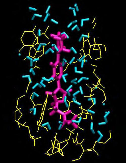 Εικόνα 31: Η λινεζολίδη απεικονίζεται με ροζ χρώμα, το RNA, που βρίσκεται σε απόσταση 6 Å από το αντιβιοτικό, με κίτρινο χρώμα και με μπλε χρώμα τα μόρια του νερού.