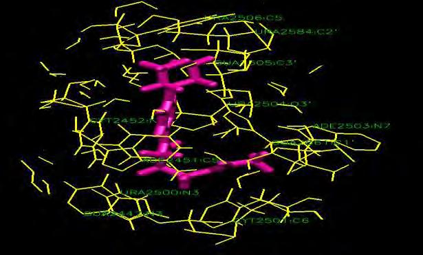 RNA (κίτρινο) σε απόσταση 6 Å.