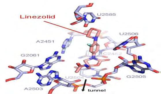 Εικόνα 39: Απεικόνιση της λινεζολίδης (ροζ) μέσα στο θύλακα του D. radiodurans, ο οποίος σχηματίζεται από οχτώ καθολικά συντηρημένα νουκλεοτίδια (μπλε) του 23S rrna.