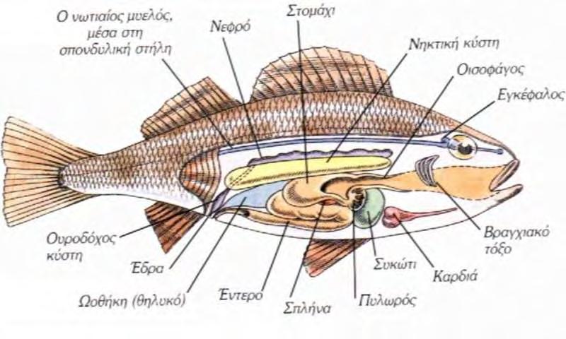 ΜΟΡΦΟΛΟΓΙΑ-ΒΙΟΛΟΓΙΑ Τα ψάρια εμφανίζουν μια απέραντη ποικιλία μορφολογικών, ανατομικών, βιολογικών και φυσιολογικών χαρακτήρων.