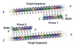 2. Υβριδοποίηση εκκινητών (primer annealing). Οι δυο εκκινητές υβριδοποιούνται με τις συμπληρωματικές προς αυτούς αλληλουχίες στις δυο αλυσίδες του DNA.
